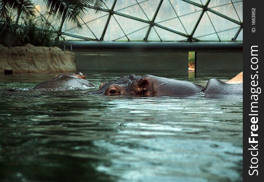 Hippo taking a bath and hiding from viewers