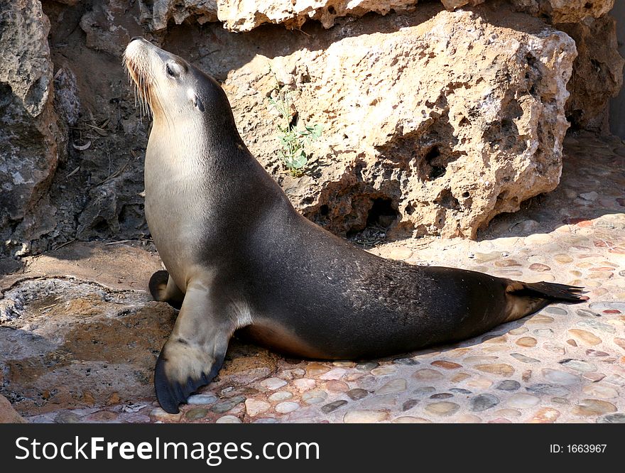 Sealion basking in the sun at the zoo