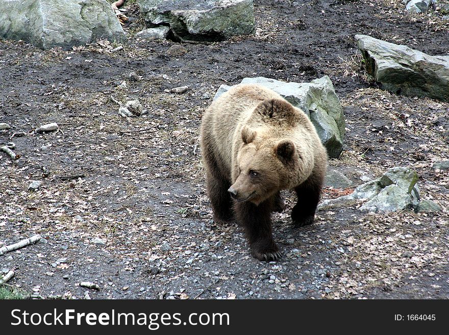 Brown bear walking, Skansen Park, Stockholm, Sweden