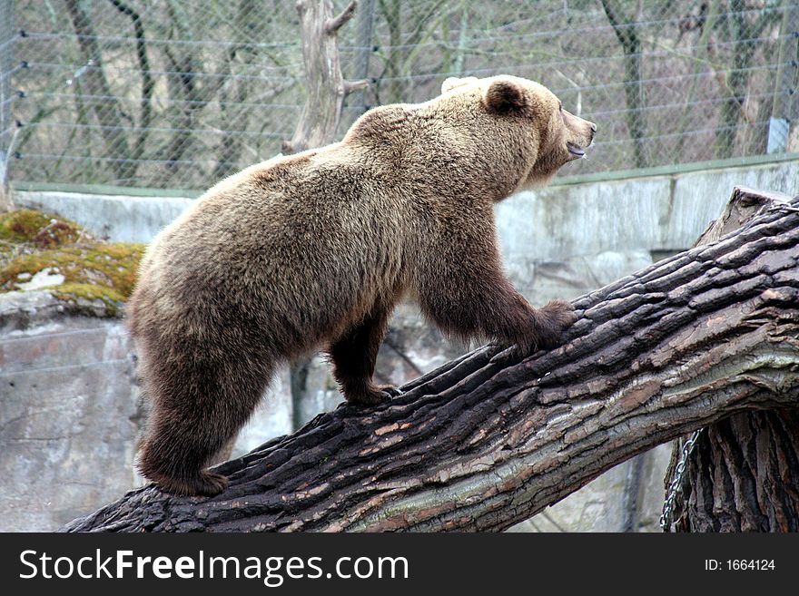 Brown Bear Walking Up A Trunk, Skansen Park, Stockholm