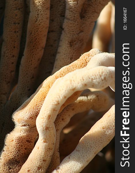 Photo shot of sponges

~Tarpon Springs Sponge Docks~