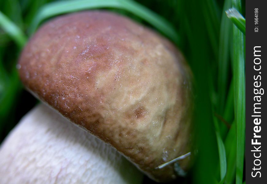 Mushroom in grass - close-up photo