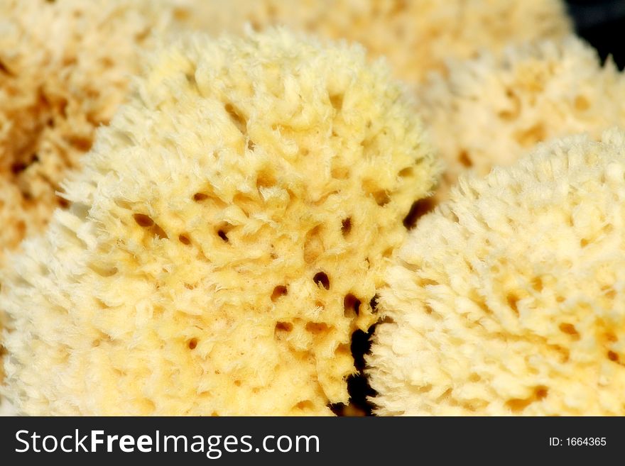 Photo shot of sponges ~Tarpon Springs Sponge Docks~