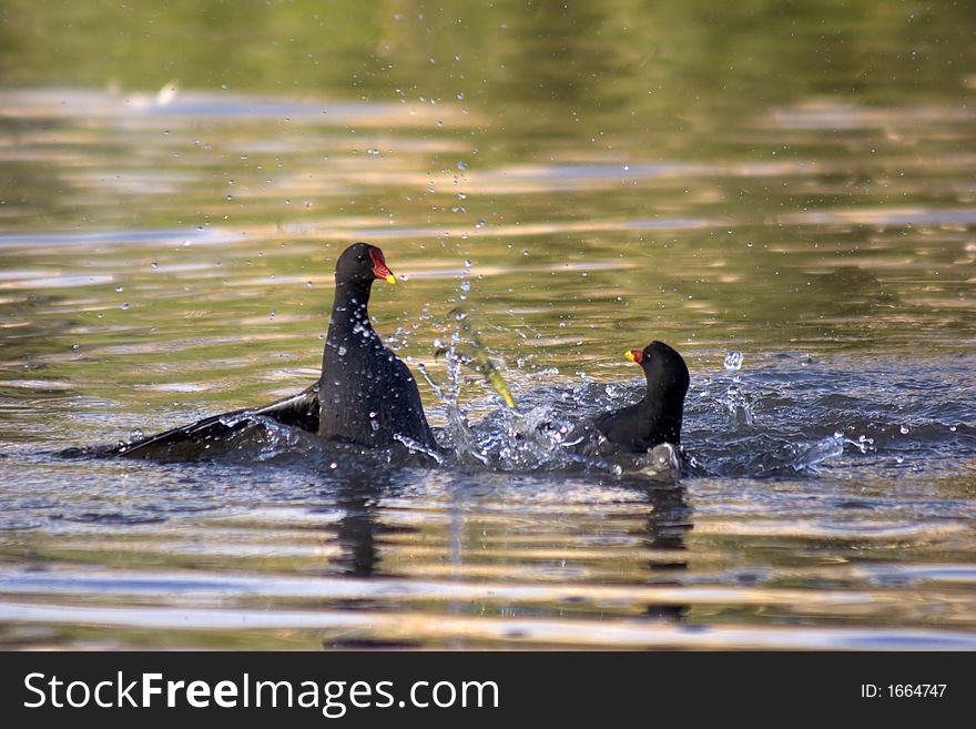 Two fighting Moorhens at a wetlands reserve in the UK.