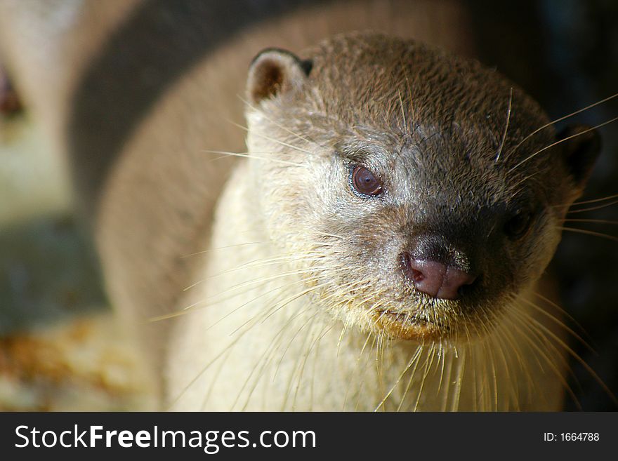 Close up view of river otter. Close up view of river otter