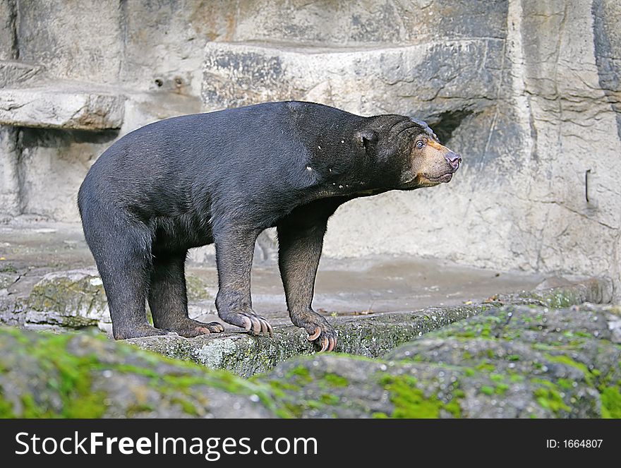 Portrait of Nice Malayan Bear. Portrait of Nice Malayan Bear