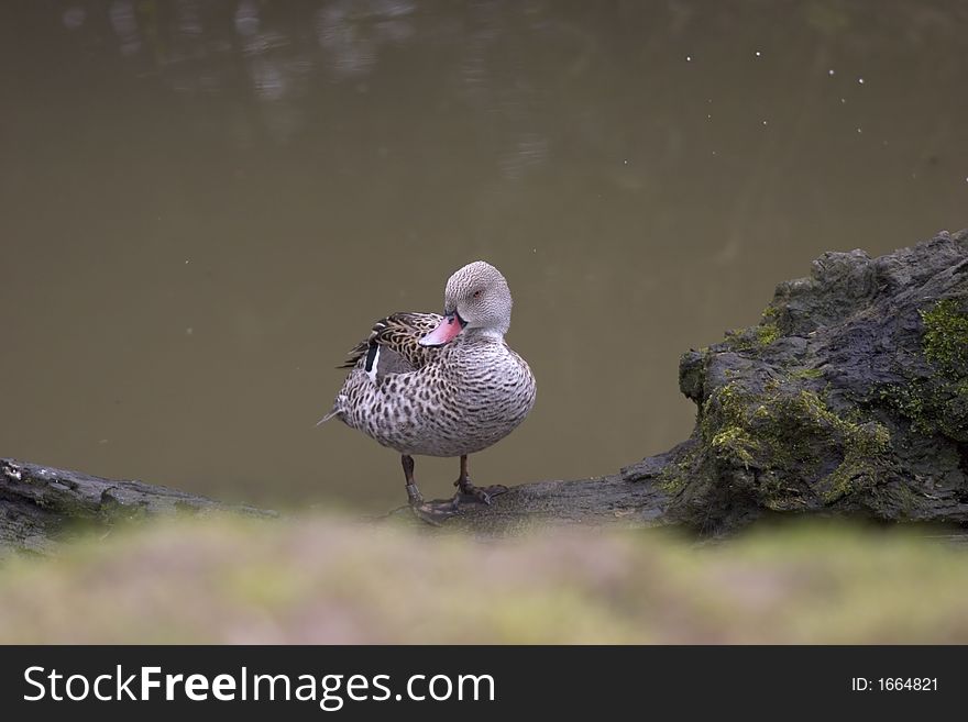 This is a hybrid duck that was captured on a lake in the UK.