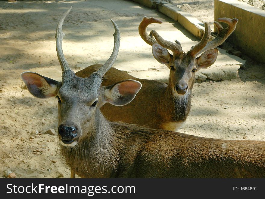 Close up of two deers