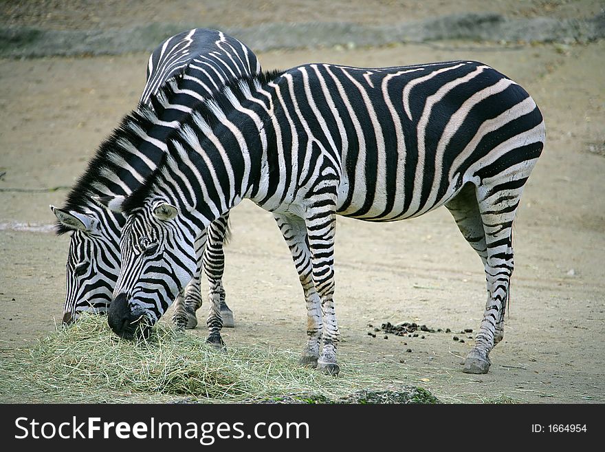 Portrait of Two Nice Zebras. Portrait of Two Nice Zebras