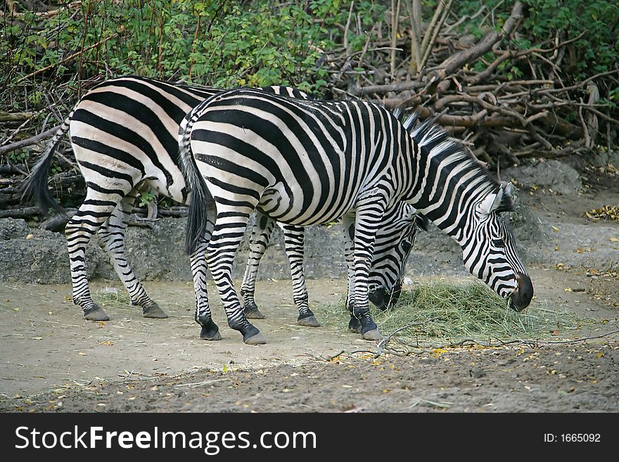Portrait of Three Nice Zebras. Portrait of Three Nice Zebras