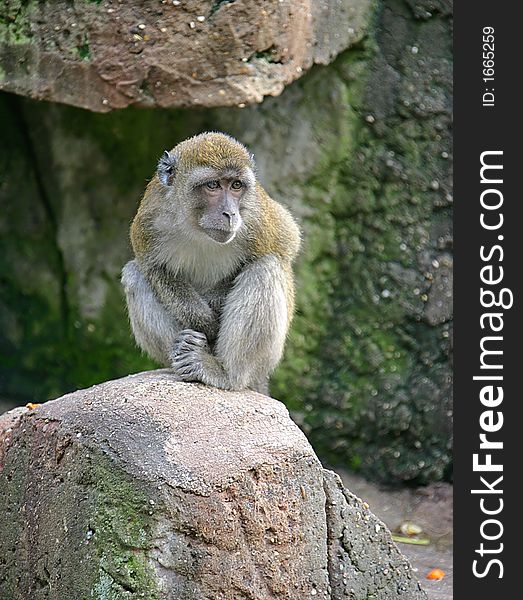View of Macaque on the Rock. View of Macaque on the Rock