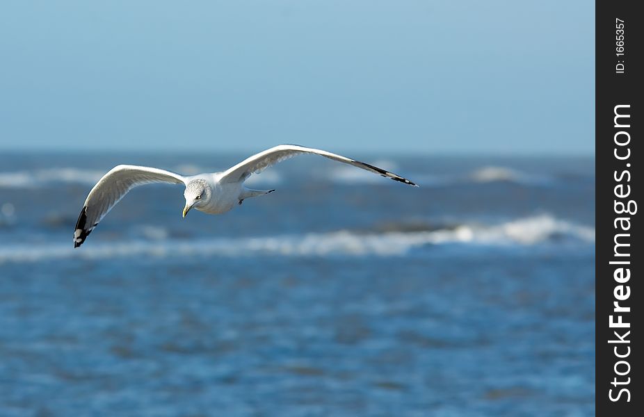 Seagull in flight on the beach
