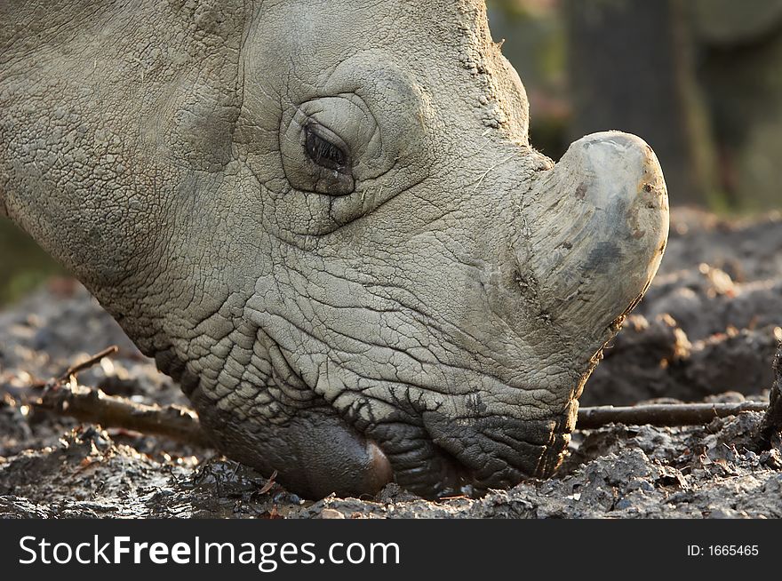 Close-up of rhinoceros grazing for food