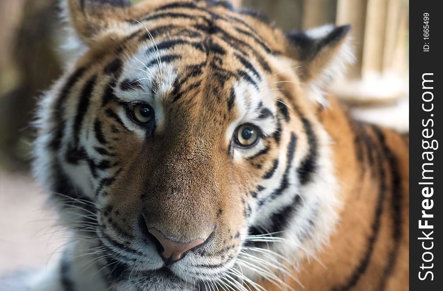 Closeup of a beautiful tiger
