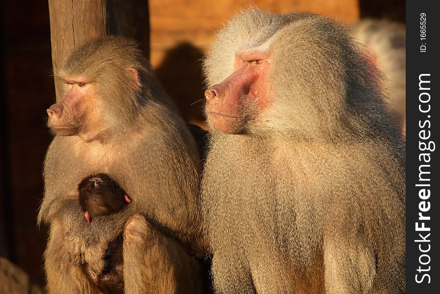 Monkey family and mother with small baby in her arms