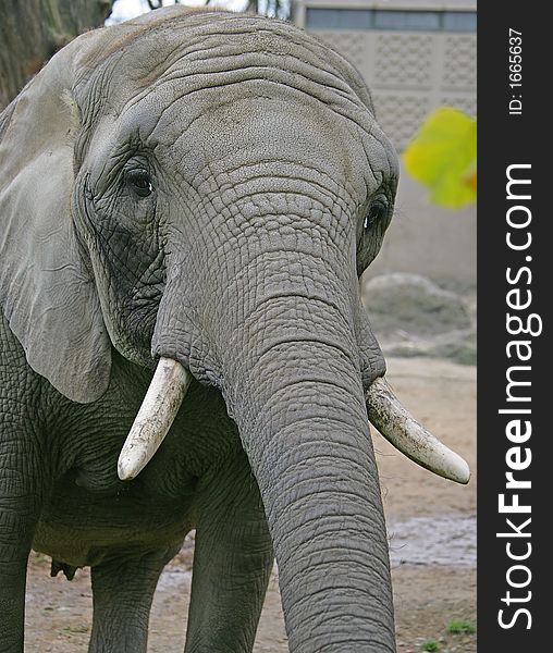 Portrait of nice african elephant. Portrait of nice african elephant