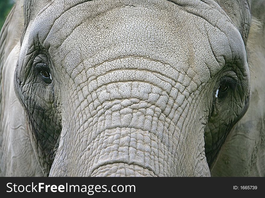 Close-up of nice african elephant. Close-up of nice african elephant
