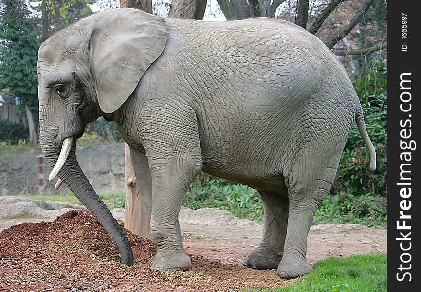 Portrait of nice african elephant. Portrait of nice african elephant