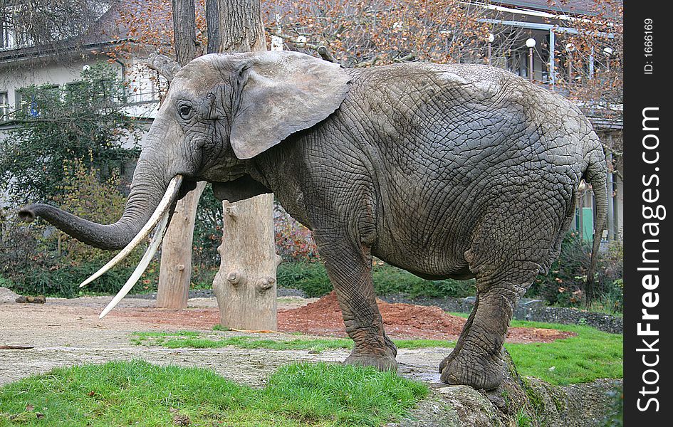 Portrait of nice african elephant. Portrait of nice african elephant