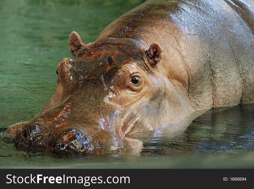 Hippopotamus partly submerged in water