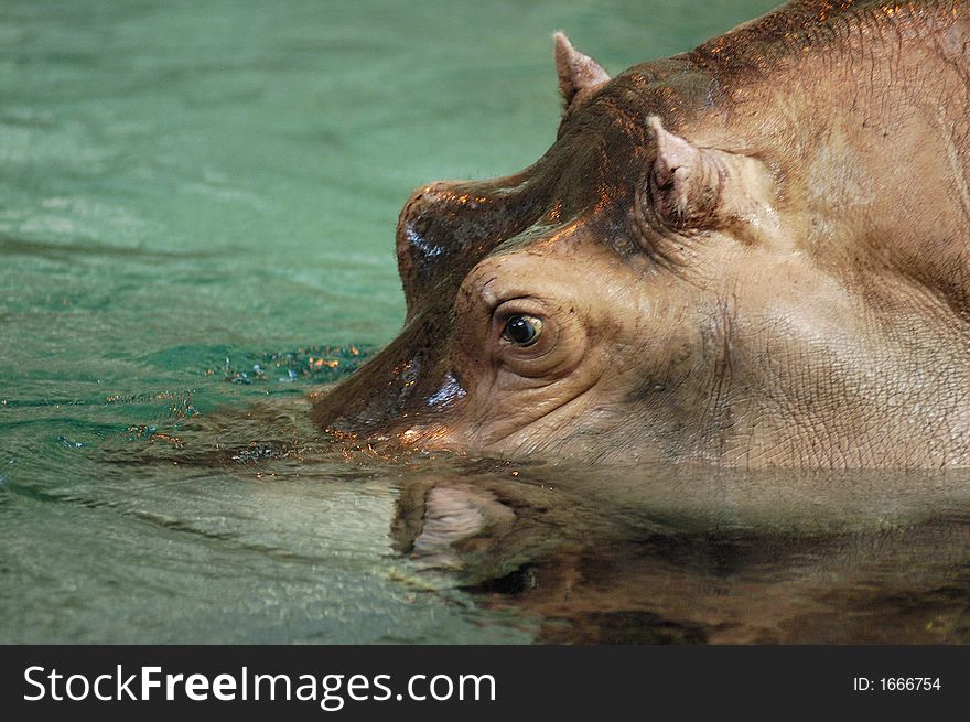 Hippopotamus (sideview) partly submerged in water