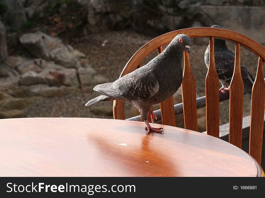 Pigeon at an outdoor cafe