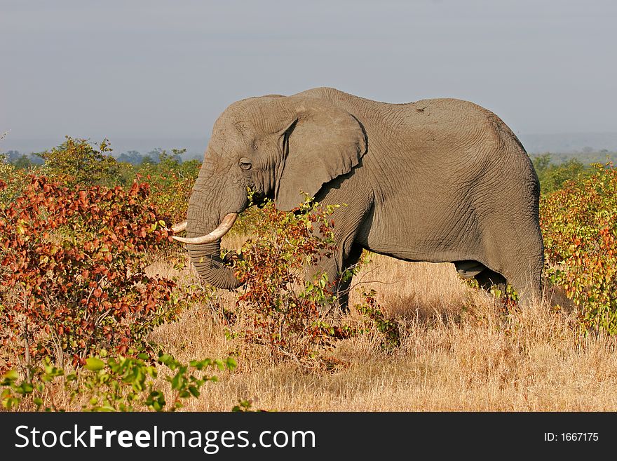 African elephant (Loxodonta africana) feeding on mopane trees, Kruger National Park, South Africa