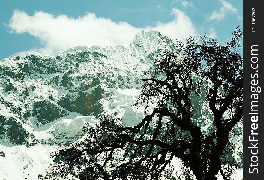 Snowcovered mountain and tree in Base Camp Alpamayo. Snowcovered mountain and tree in Base Camp Alpamayo