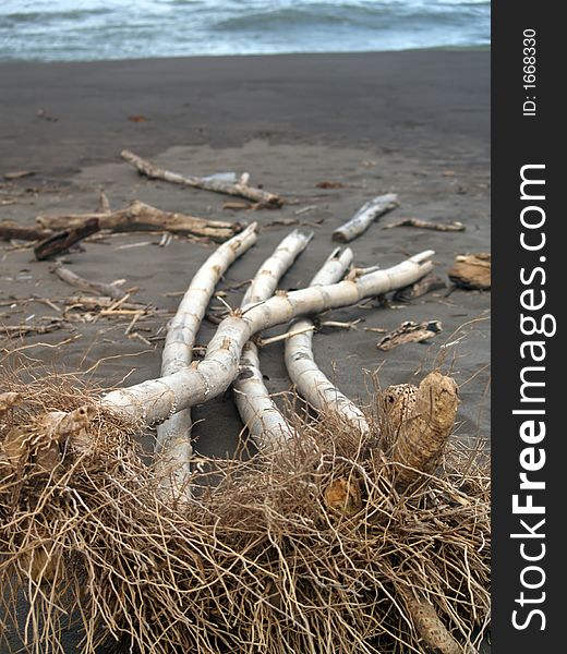 Palm tree roots at the caribbean