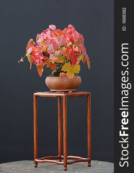 Boston ivy, aprthenocissus tricuspidata, 17 cm high, around 30 years old, styled by Walter Pall, from nursery stock, picture October, treu fall colors. Boston ivy, aprthenocissus tricuspidata, 17 cm high, around 30 years old, styled by Walter Pall, from nursery stock, picture October, treu fall colors