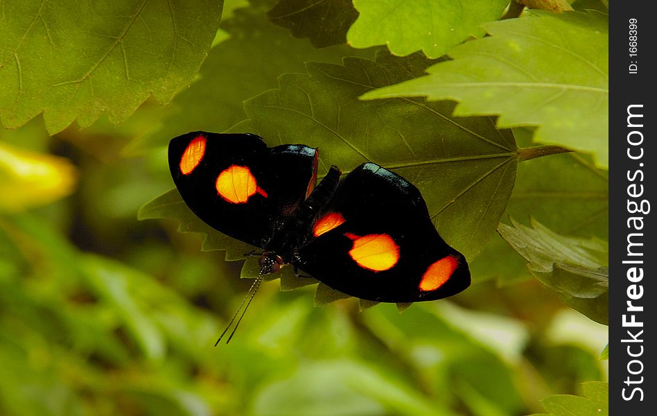 Butterfly (black with orange spots) on the green leaves