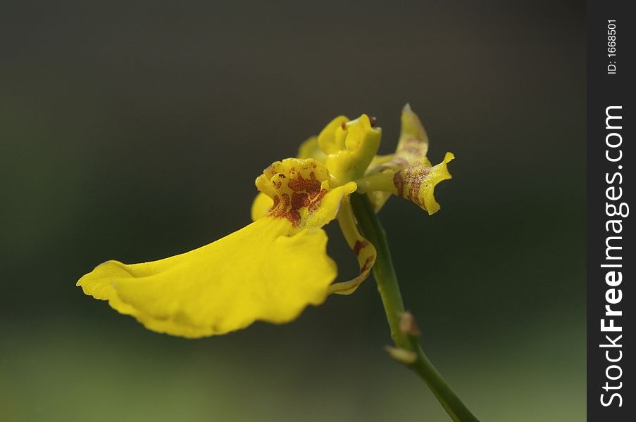 Small, yellow orchid from Thailand, Oncidium Goldstar. Close-up with shallow depth of field. Small, yellow orchid from Thailand, Oncidium Goldstar. Close-up with shallow depth of field.