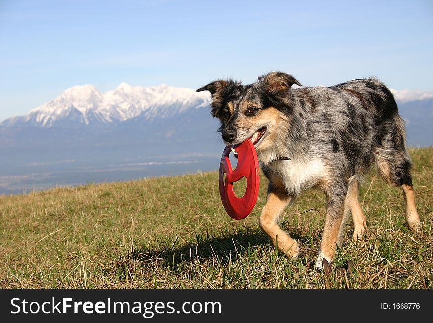 Retrieving a red frisbee back to the dog owner