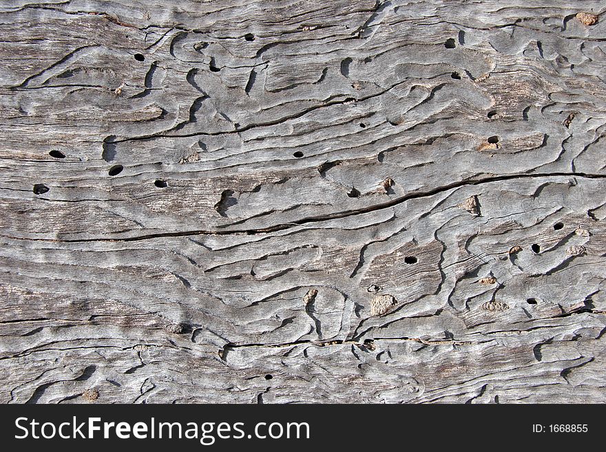 Patterns On Bark