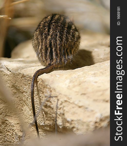 Striped Grass Mouse. View from Behind. Striped Grass Mouse. View from Behind