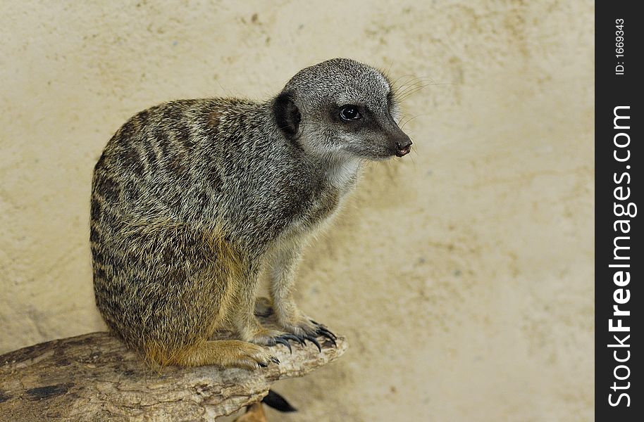 Meerkat (Suricata suricatta) on the rock with sand background