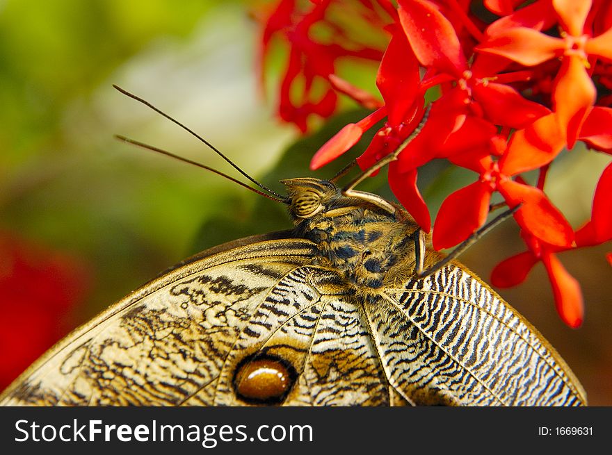 Close-up of butterfly on the red flower. Close-up of butterfly on the red flower