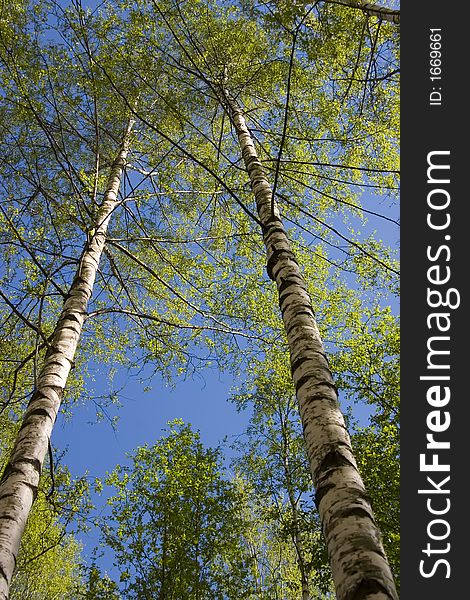 The first gentle foliage on birches in the spring. The first gentle foliage on birches in the spring