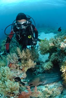 Female Scuba Diver Observing A Giant Moray Eel Stock Photos Female Scuba Diver Observing A Giant Moray Eel Stock Photos
