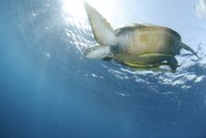Green Sea Turtle Close To The Ocean Surface. Royalty Free Stock Photography Green Sea Turtle Close To The Ocean Surface. Royalty Free Stock Photography