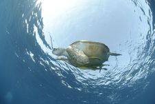 Green Sea Turtle Close To The Ocean Surface. Royalty Free Stock Images Green Sea Turtle Close To The Ocean Surface. Royalty Free Stock Images