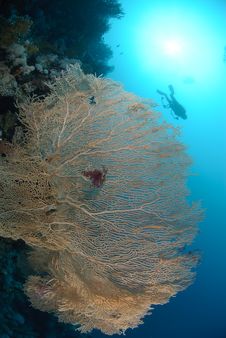 Giant Georgonian Fan Coral Stock Photography