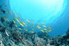 Small School Of Red Sea Goatfish Stock Image Small School Of Red Sea Goatfish Stock Image