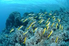Small School Of Red Sea Goatfish Stock Photo Small School Of Red Sea Goatfish Stock Photo