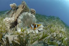 Red Sea Anemonefish Royalty Free Stock Images Red Sea Anemonefish Royalty Free Stock Images