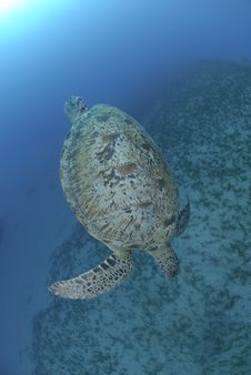 Green Sea Turtle Swimming Dow The The Ocean Floor Stock Photos Green Sea Turtle Swimming Dow The The Ocean Floor Stock Photos