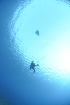 Silhouette Of Diver And Sea Turtle Royalty Free Stock Photos Silhouette Of Diver And Sea Turtle Royalty Free Stock Photos