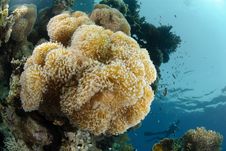 Soft Coral Reef Royalty Free Stock Photos Soft Coral Reef Royalty Free Stock Photos