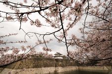 Pink Sakura Flowers In Osaka, Japan Royalty Free Stock Images Pink Sakura Flowers In Osaka, Japan Royalty Free Stock Images
