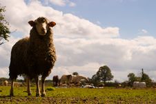 Sheep Stock Images